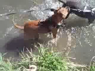 petit barbotage dans l'eau avec ma copine Vegas