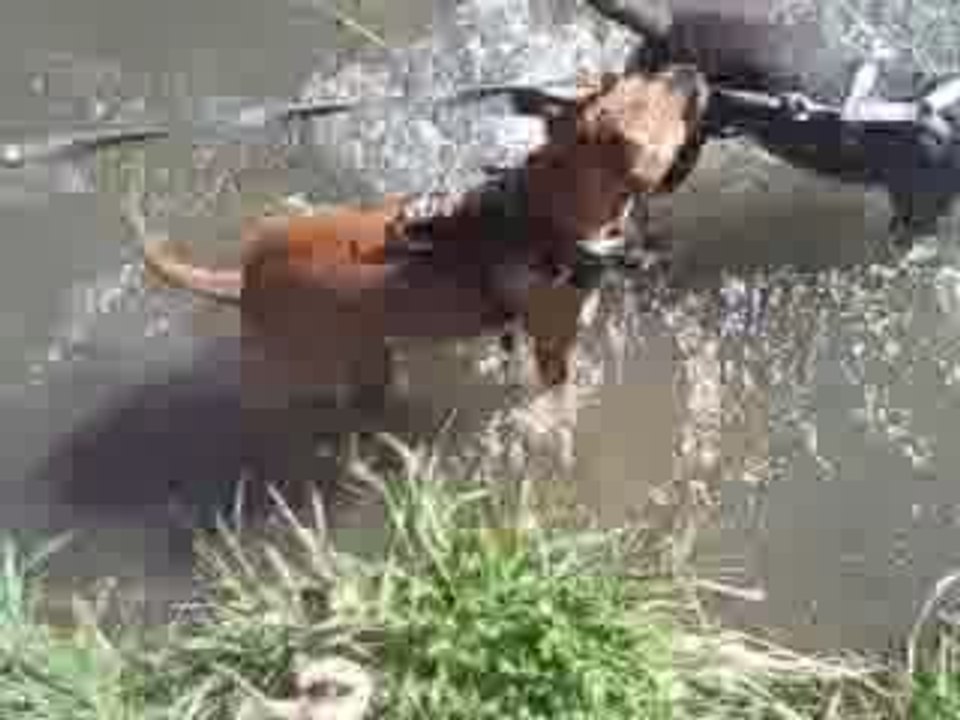 petit barbotage dans l'eau avec ma copine Vegas