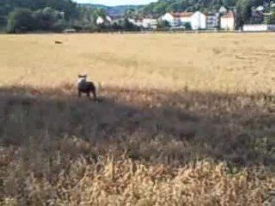 Eazy & Vegas dans les champs