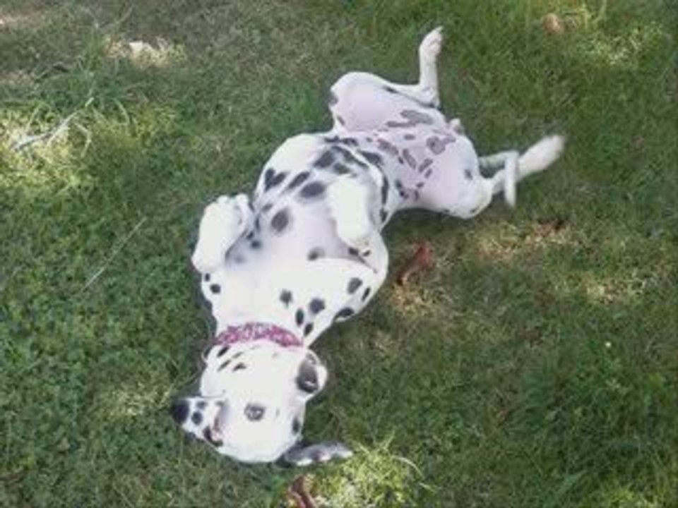 Chiens_a_adopter_dalmaSF_2009_09_27