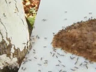 Le repas de la fourmi "Linepithema humile"