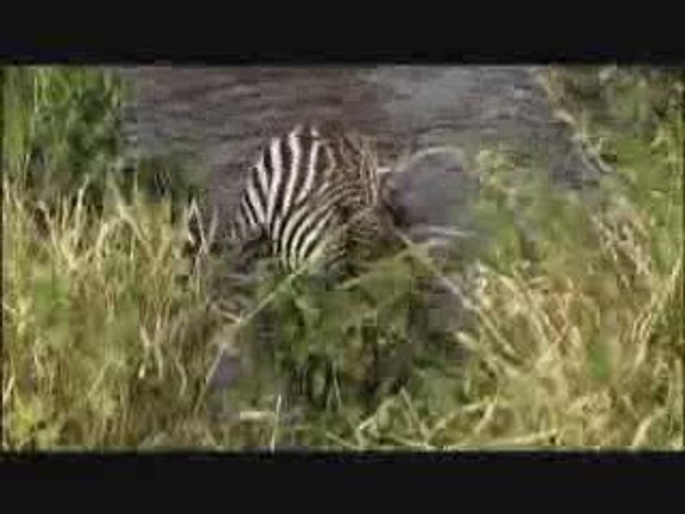 Aslan Ve Zebra
