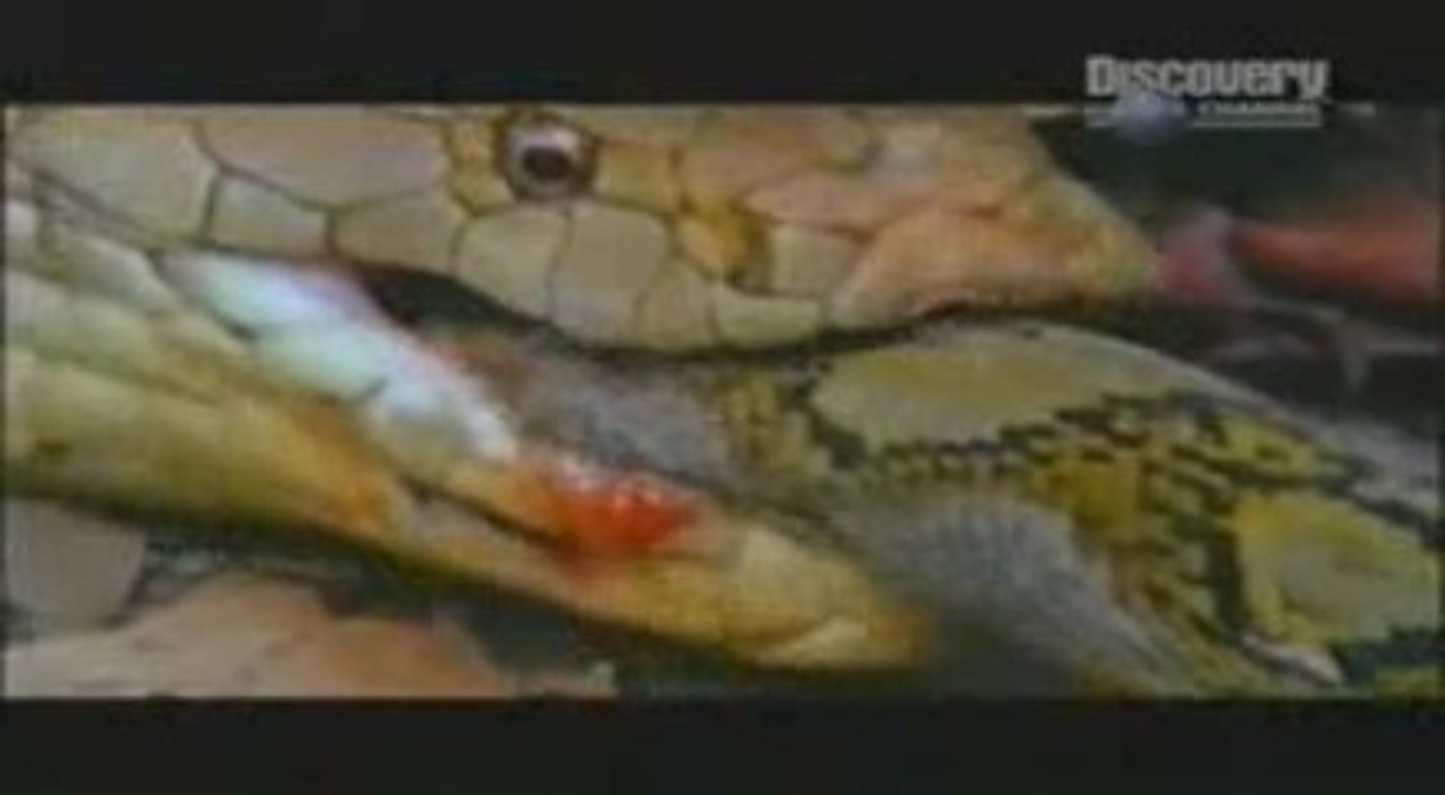 Kobra Vs Piton