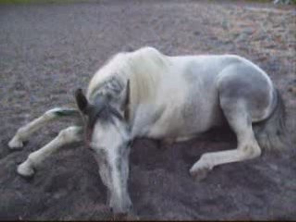 safran au sol en liberté