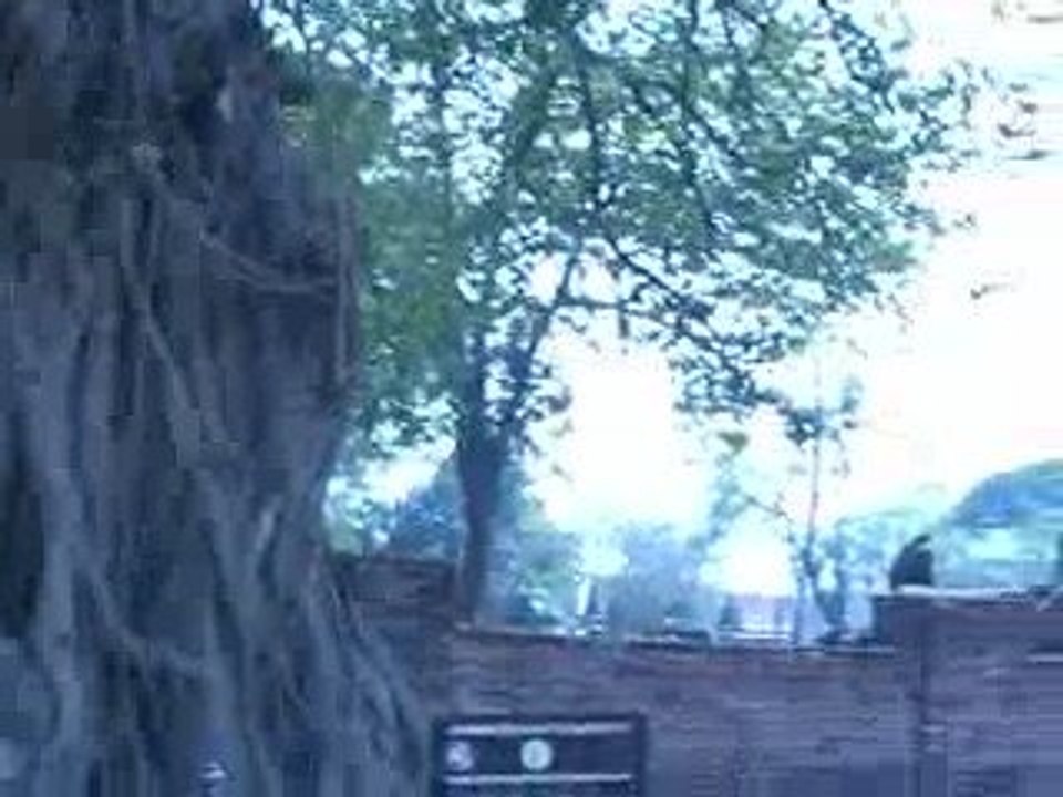 Buddha site d'Ayuttaya