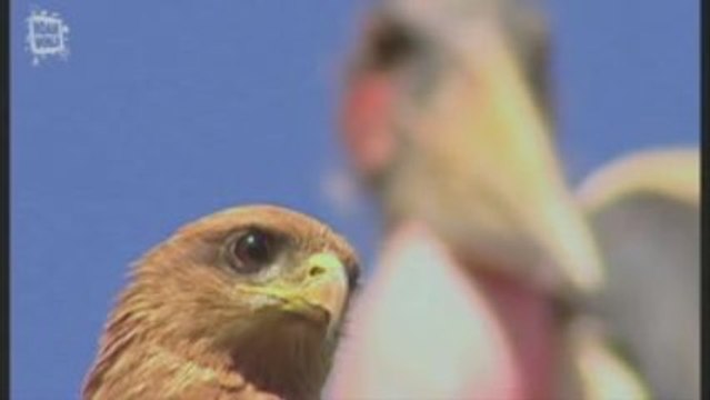 aigle royal et buse d'Afrique (aquila chrysaetos et buteo au