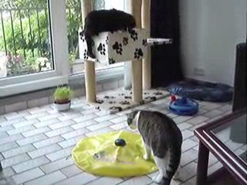 La souris Incognito (4)