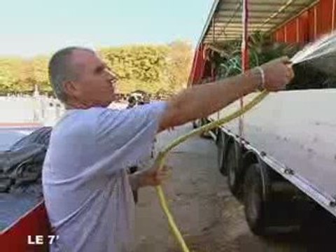 3 Palmiers centenaires à Terra Botanica ! (Angers)