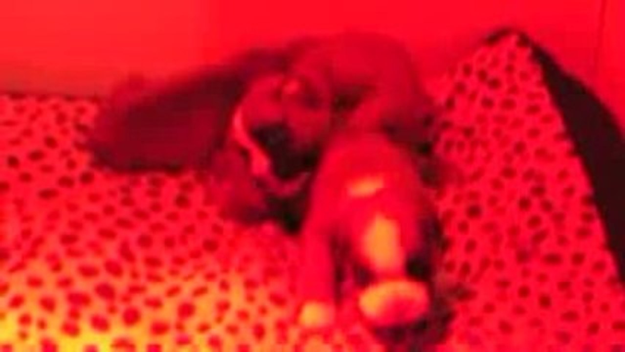 chiots boxer 11 jours