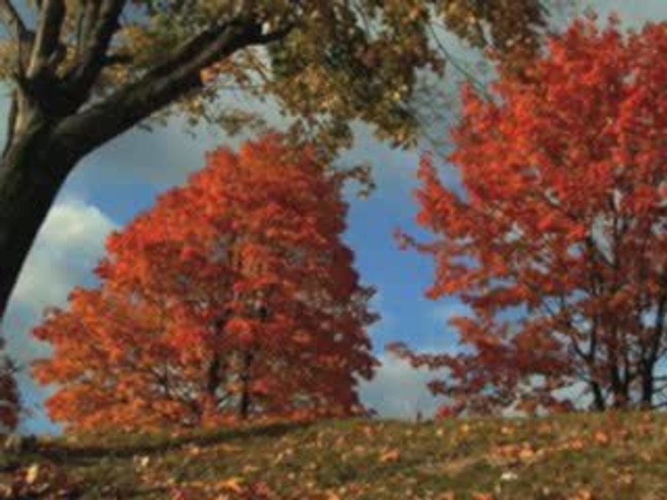 Cornaline - 4/15 Histoires Courtes de Jean Yves MATYNIA