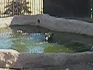 Osos tomando un baño