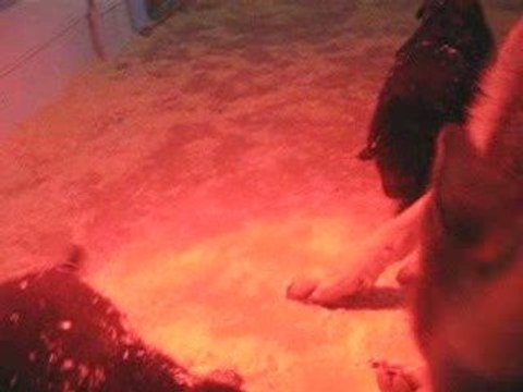 chiots burkina le 28 septembre 2009