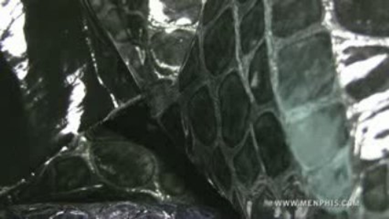 Moda tessuti  - Menphis