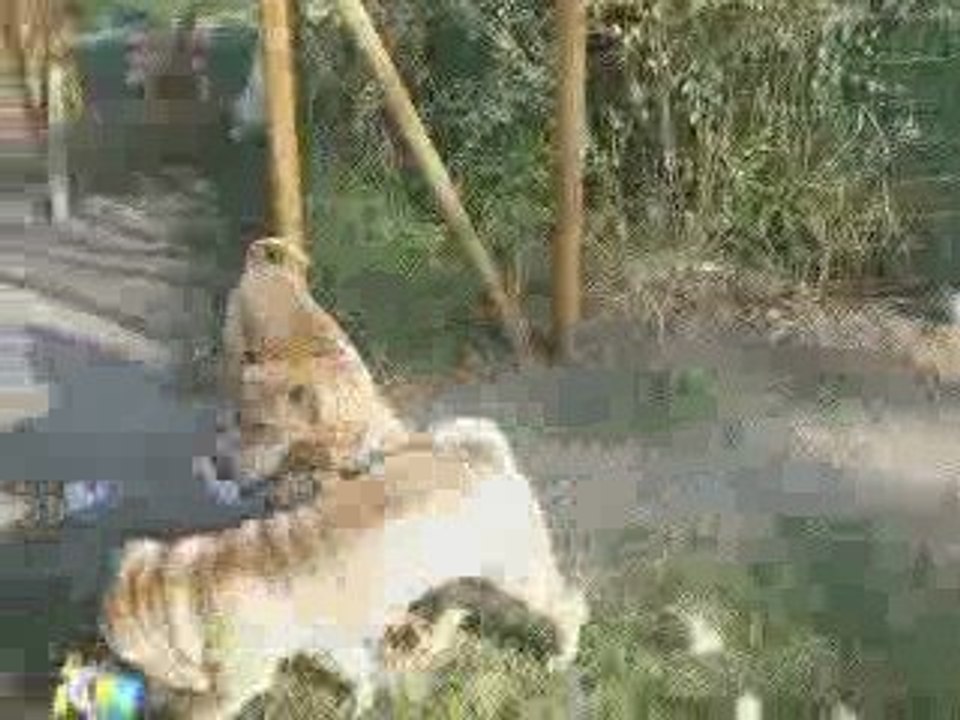 DSCF2462