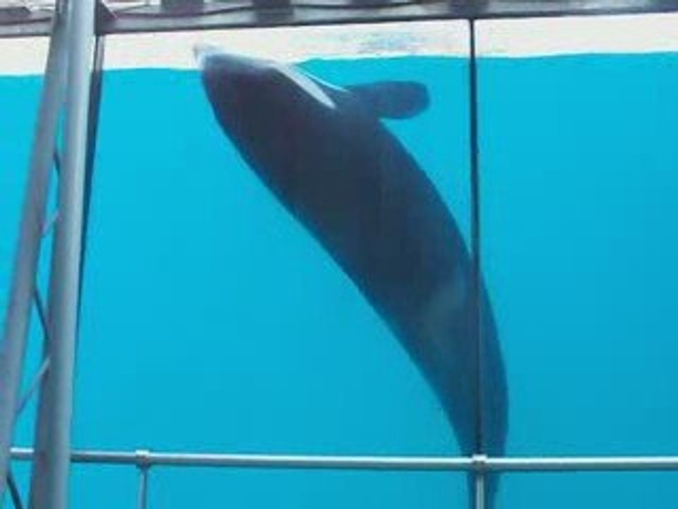 marineland part 3