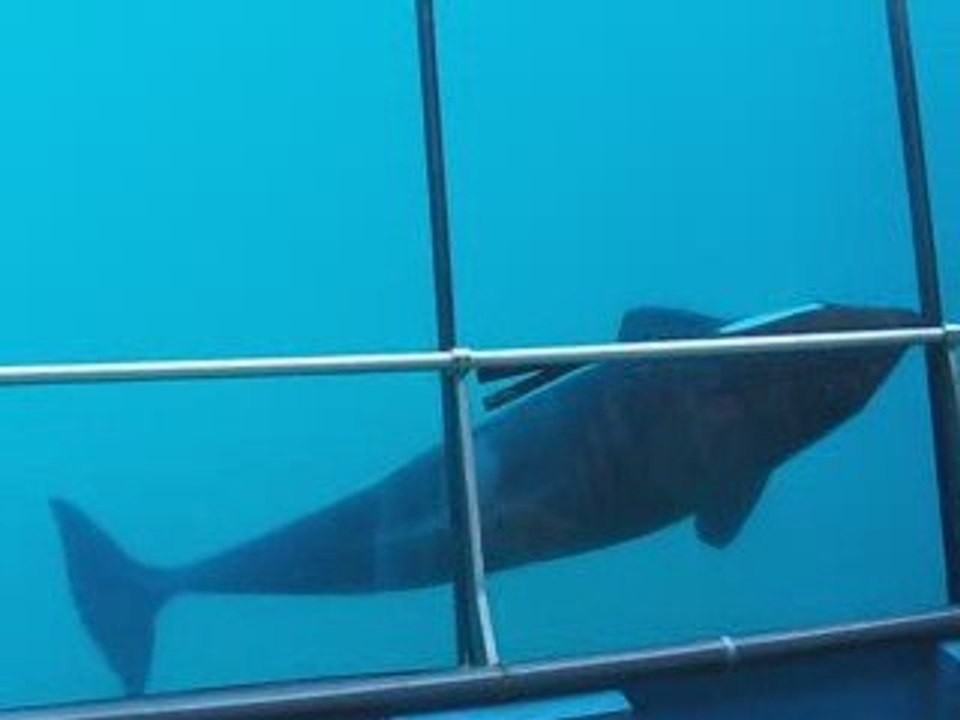 marineland part 4