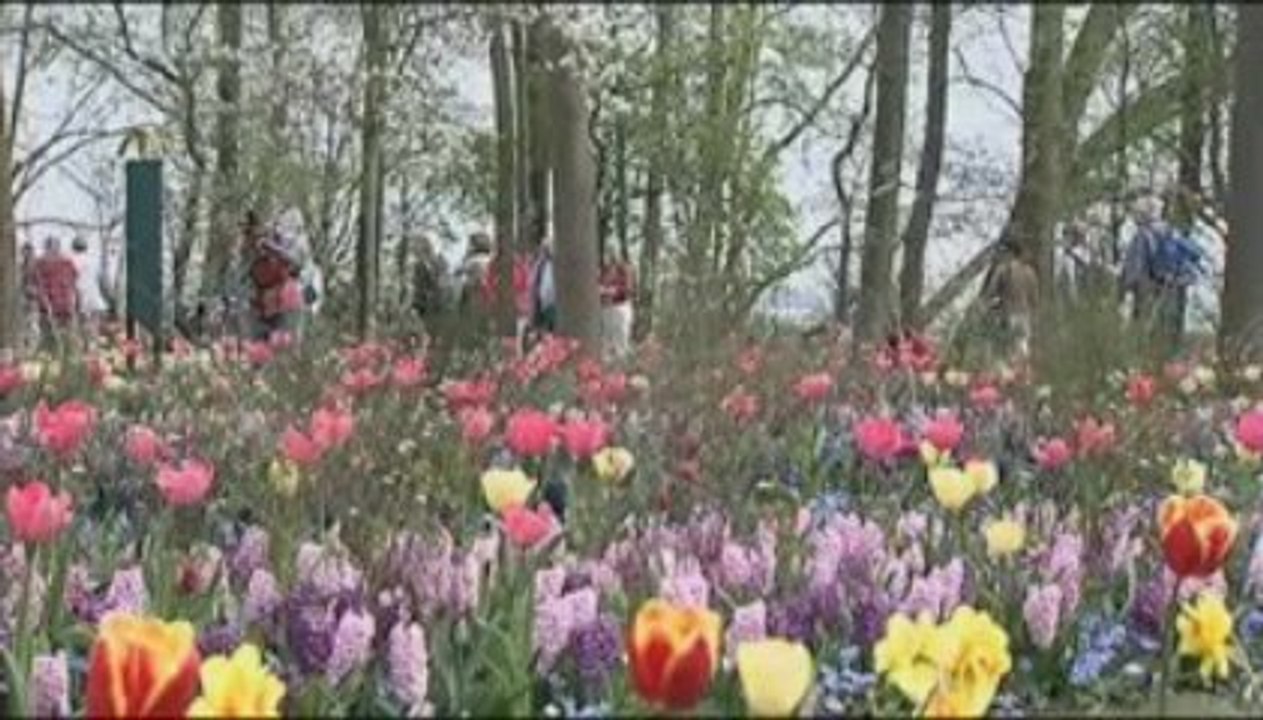 Keukenhof Gardens in Holland