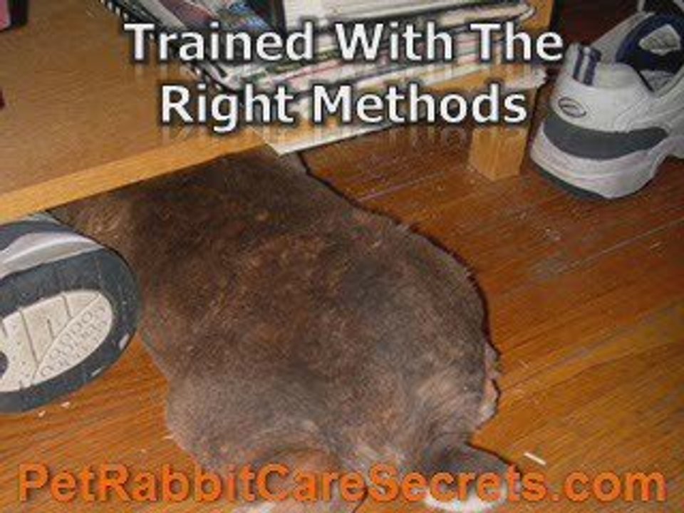 What is House Rabbit? - Raising Them Correctly