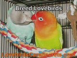 Peach Faced Lovebirds - Perfect Pet For You