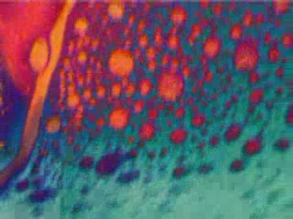 Liquid Light Projections by Mad Hatters Tea Party