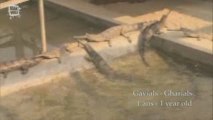 Gavial du Gange (Gavialis Gangeticus) collecte des oeufs et