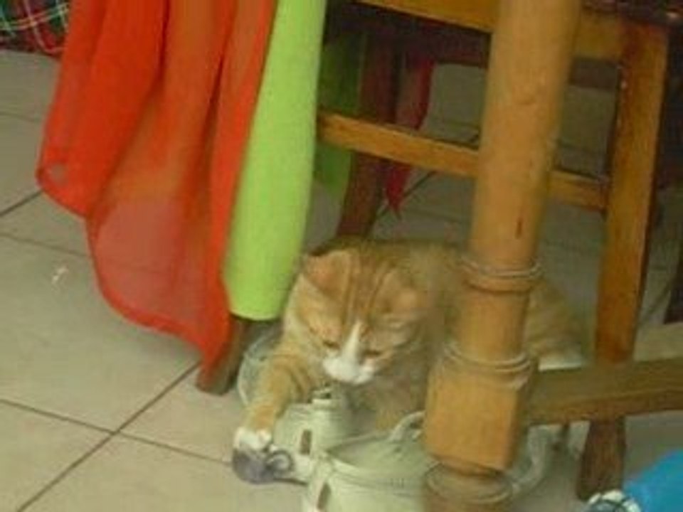 Corail VS Souris (jouet)
