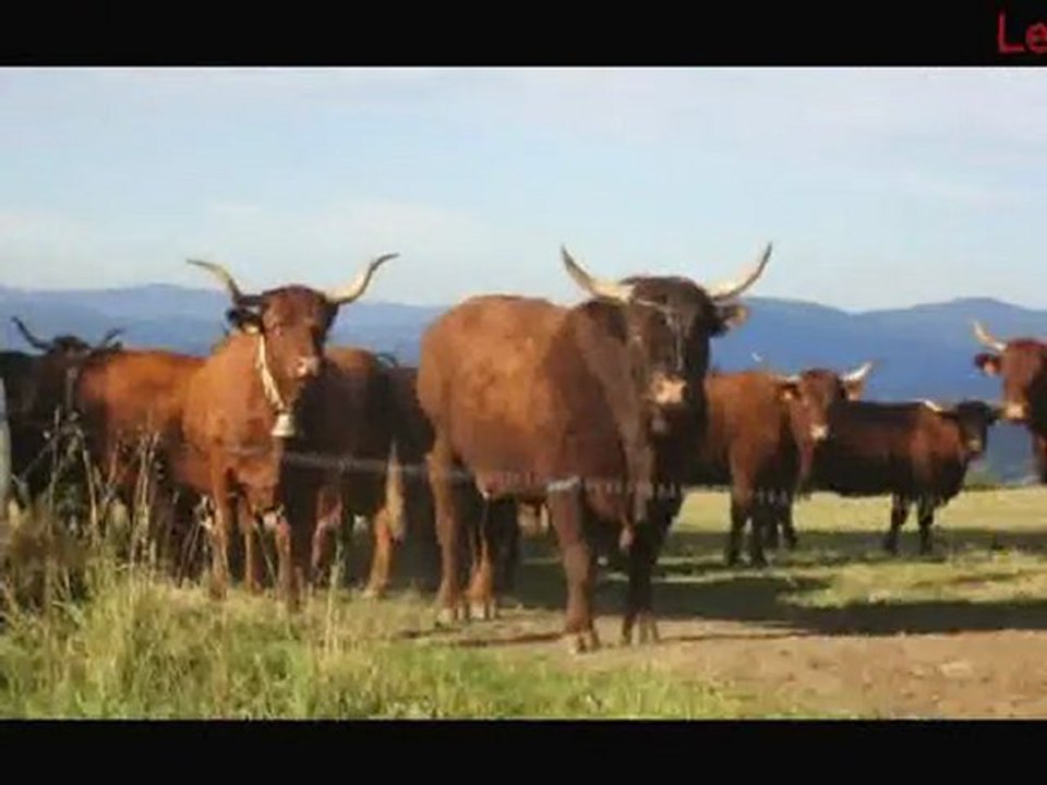 Elevage Salers en Livradois VINCENT-PESCHER