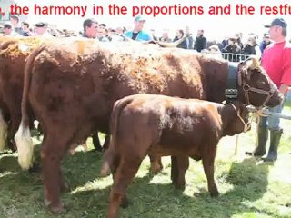 The Breeding of Salers Cows in Livradois by VINCENT-PESCHER