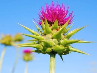 Milk Thistle