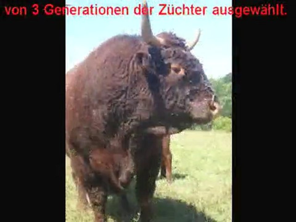 Das Heben von Salers Kühe Livradois VINCENT-PESCHER Zucht