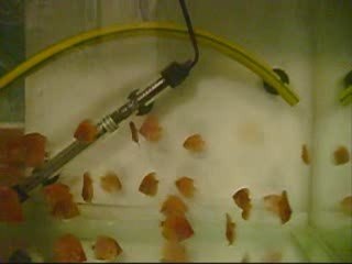 PİGEON YAVRULARI 36GÜNLERİ