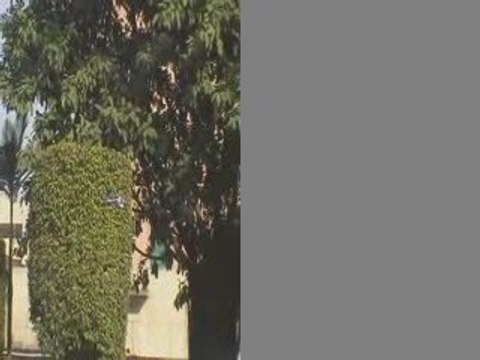 Helico bi-rotor 53Q3