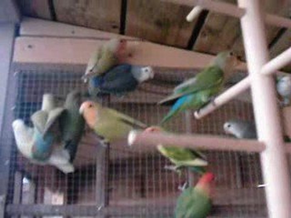 roseicollis de bruno et sylvain