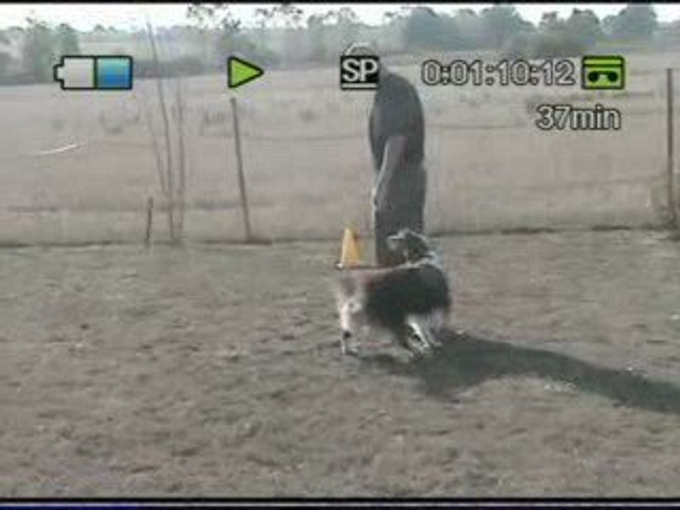 DIVA entrainement obeissance