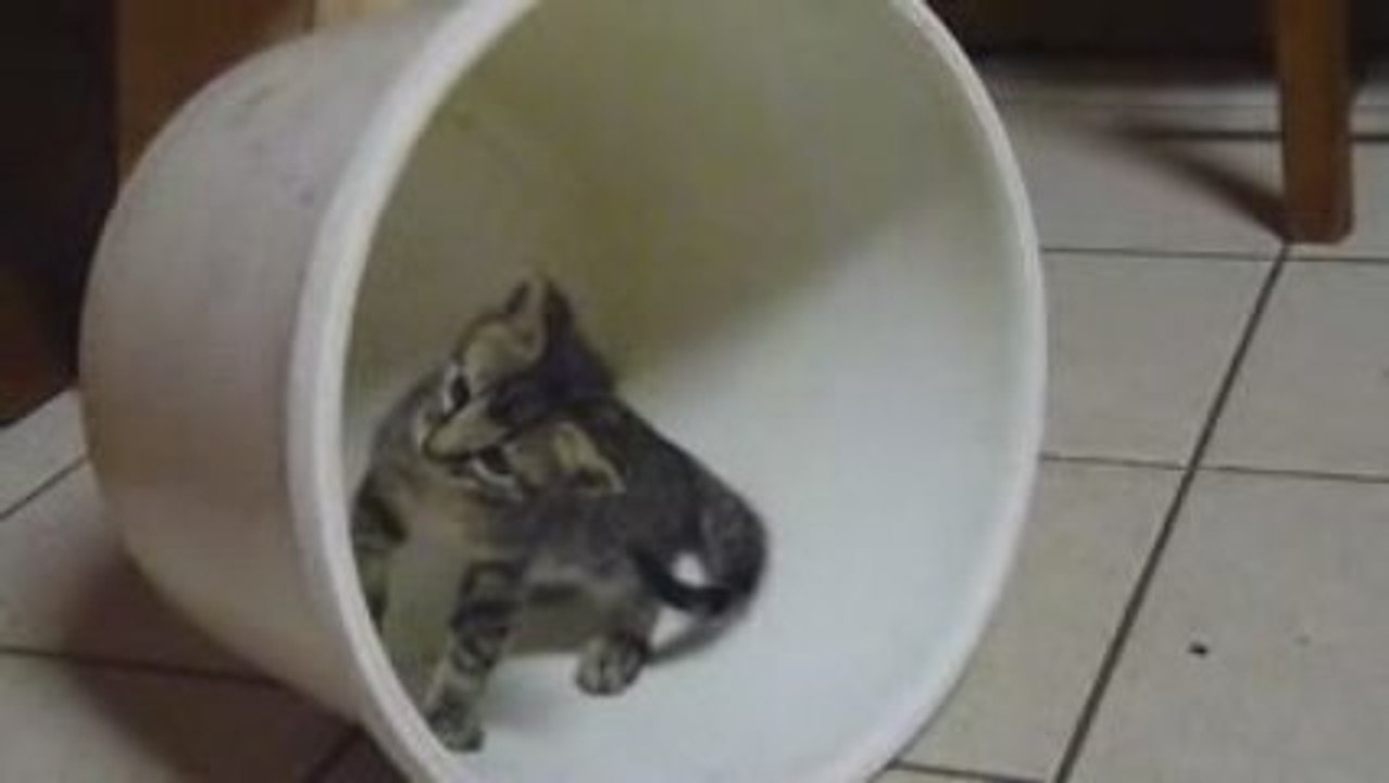 Les petits chatons qui s'amusent