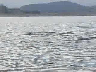 The Dolphin Whisperer