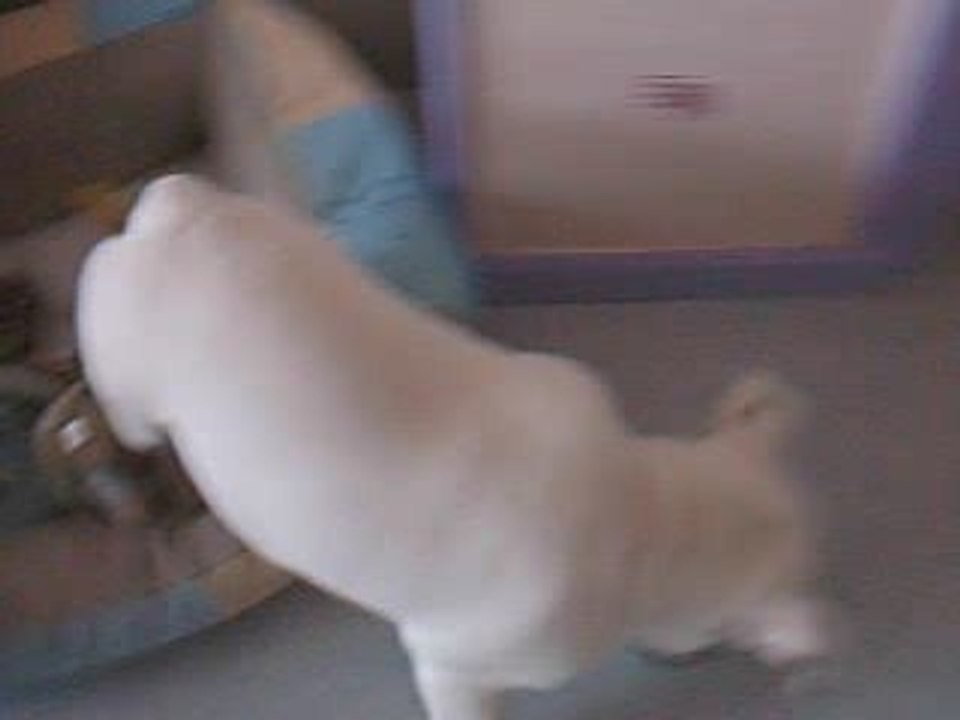 dixie jouant a la balle