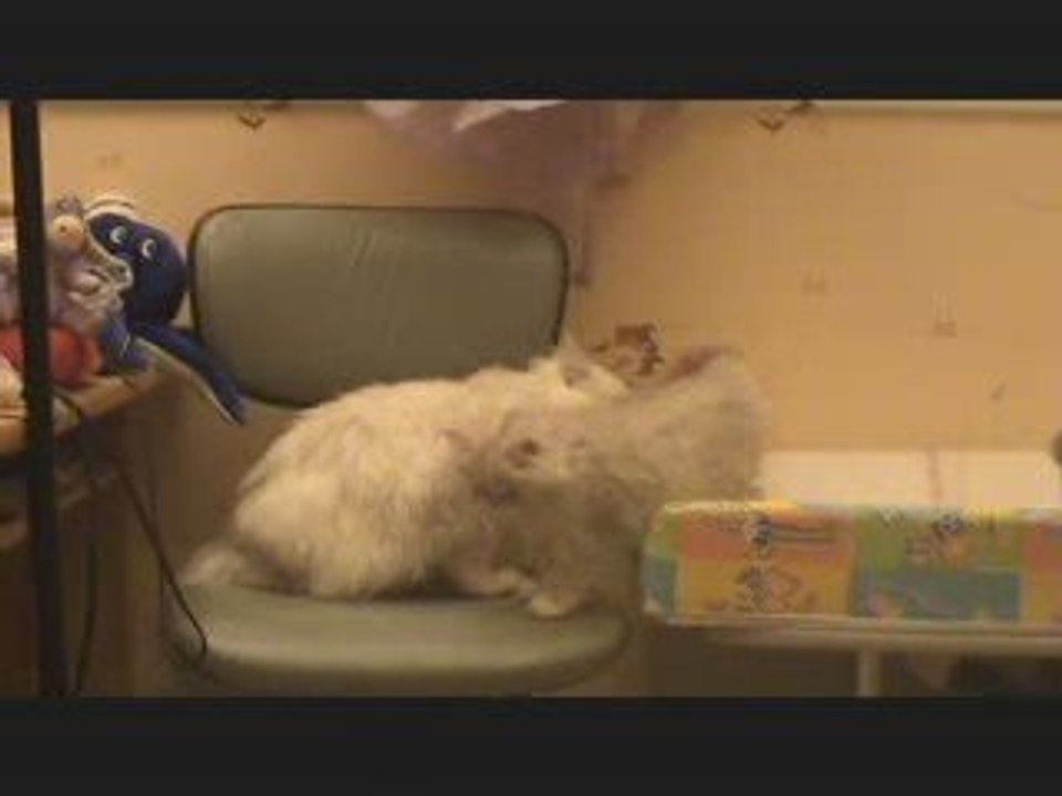 chaton persan chinchilla