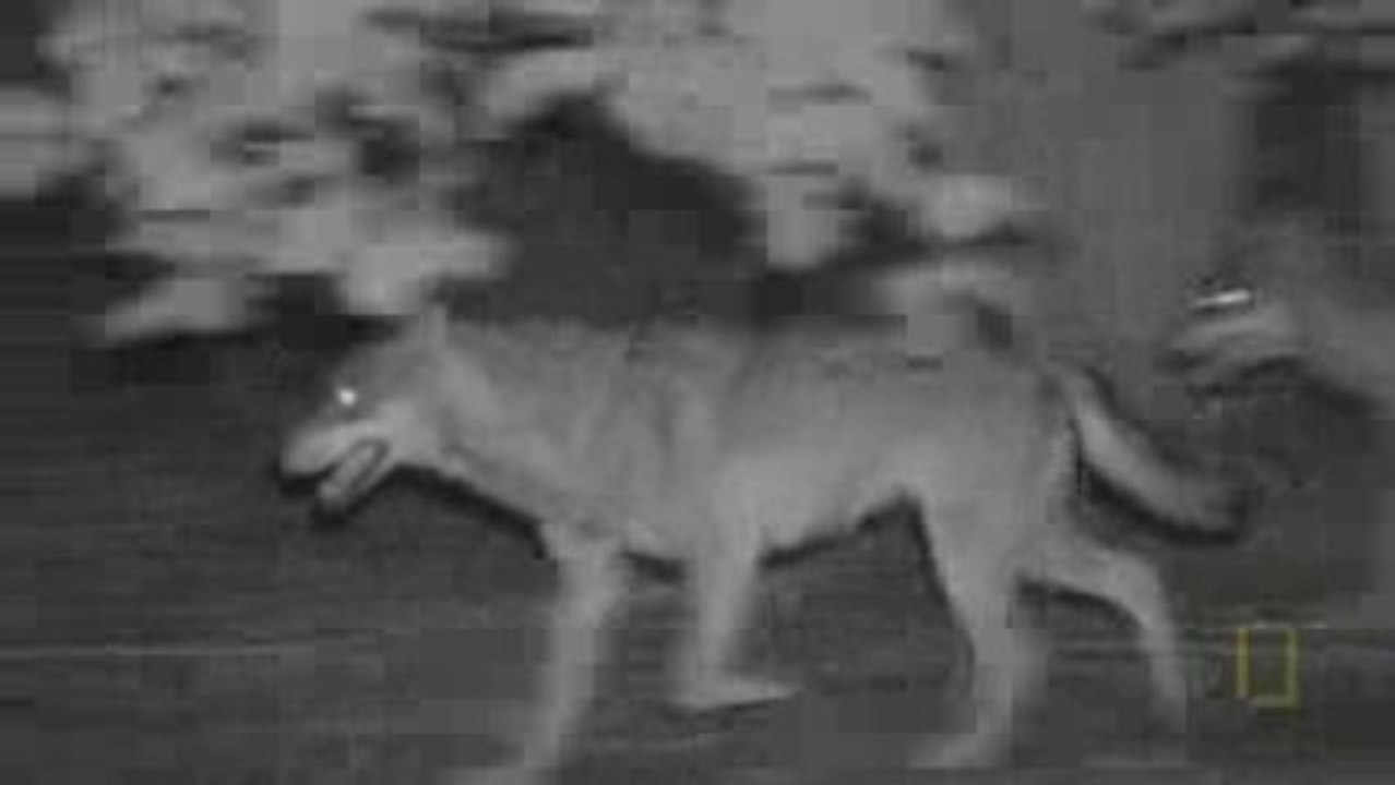 The Wolfman ~ Part Three ~ { documentary film }