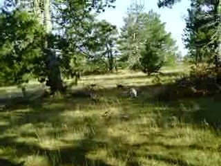 Sur le pied n°3 // 5 beagles lachés