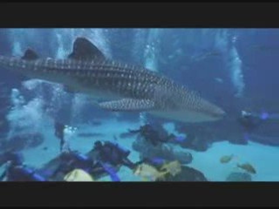 Plongée au Georgia Aquarium