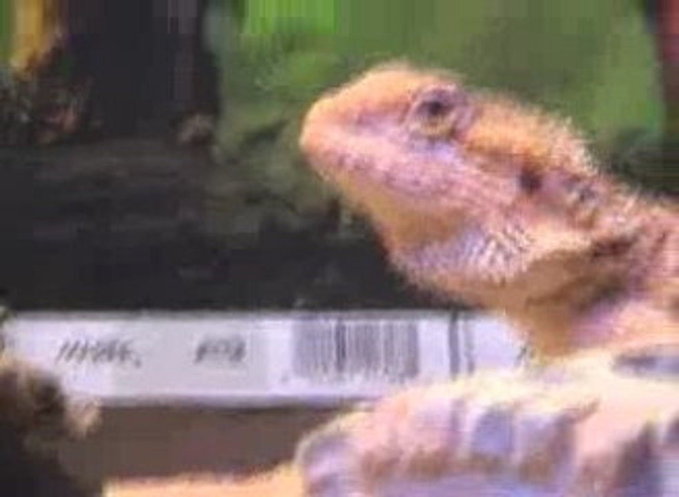 Hmmm Lizard!