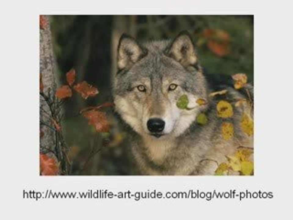 Wolf Photos