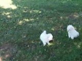 Maltipoo Puppies for Sale @ Puppy Match 4 You