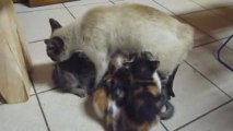 Les chatons d'environ 2 mois qui tètent leur mère