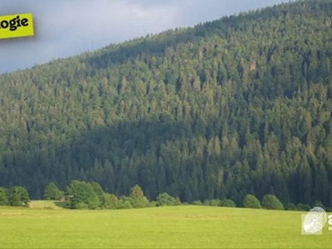 Réalisations de constructions bois