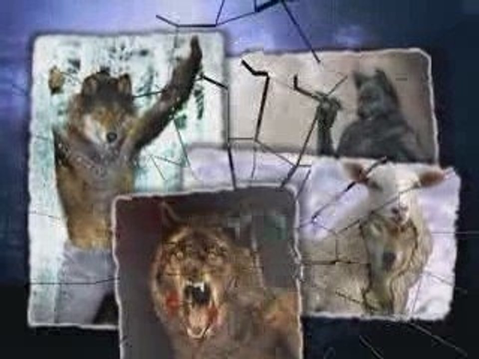 Je suis un loup