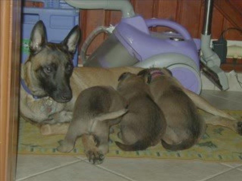 Naissance des Petits de Cannelle 2008