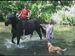 Août 2009 nos chiens dans l'Hehn