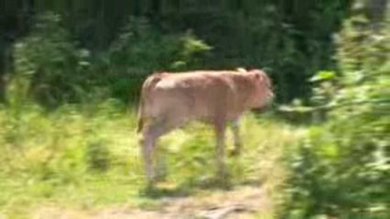 La Rousselière, ferme bocagère productrice de viande BIO, 53